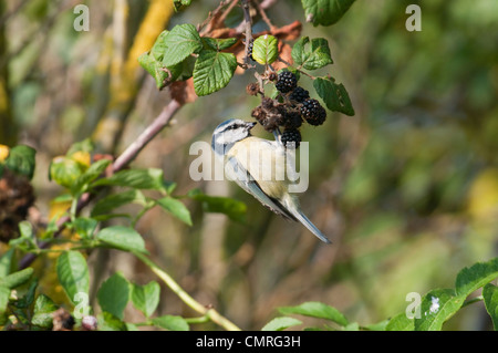 Bluetit hanging upside down eating from a clump of blackberries. Rye, Sussex, England, UK Stock Photo