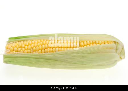 Fresh corn ears or sweetcorn shot in the studio with a white background Stock Photo