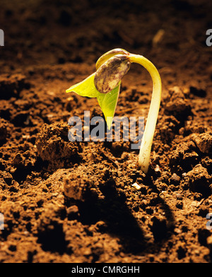 1990s PINTO BEAN SEEDLING  JUST BURST THROUGH SOIL AND ITS SEED CASING Stock Photo