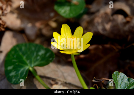 Close up of Lesser Celandine sometimes known as the 'spring messenger ' Stock Photo