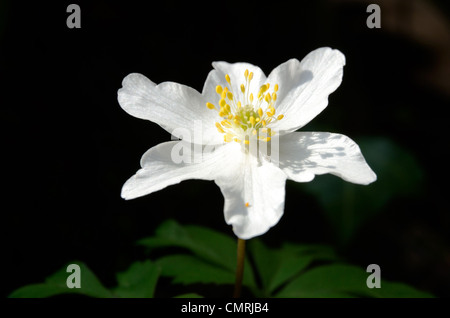 Close up of Wood Anemone in the spring sunshine Stock Photo