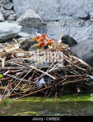 Black and white head of a coot female duck feeding its four black and red little ducklings in the nest Stock Photo