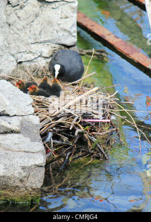 Black and white head of a coot female duck feeding its four black and red little ducklings in the nest next to an egg Stock Photo