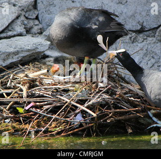 Black and white coots female and male duck feeding their black and red little ducklings Stock Photo