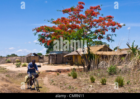 Flamboyant in the Massif of Ankarana, northern Madagascar Stock Photo