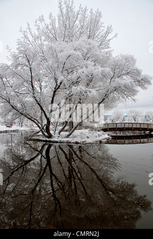 A willow tree is reflected in the water of a pond. Stock Photo