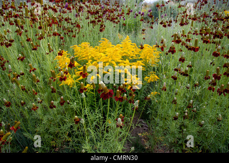 Mexican Hat Coneflower and Goldenrod growing in combination Stock Photo
