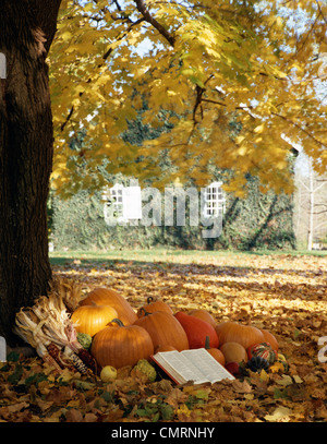 AUTUMN SCENE WITH ARRANGEMENT OF HARVEST PUMPKINS UNDER A TREE WITH AN OPEN BIBLE Stock Photo