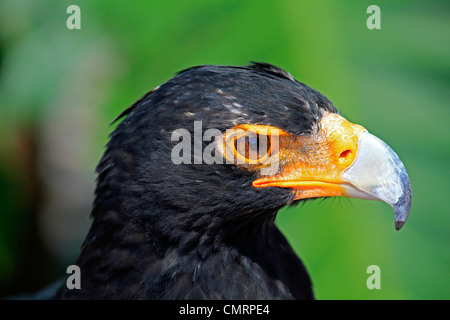 Verreaux's Eagle (Aquila verreauxii), also known as known as the Black Eagle at  Eagle Encounter at Spier Wine Estate. Stock Photo