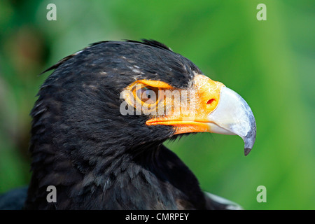 Verreaux's Eagle (Aquila verreauxii), also known as known as the Black Eagle at  Eagle Encounter at Spier Wine Estate. Stock Photo