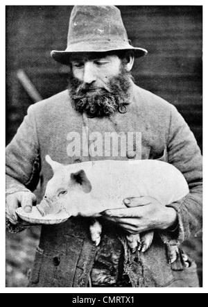 1918 Swine Pig Pure breed hand fed lard bacon pork farmer farm US Stock Photo