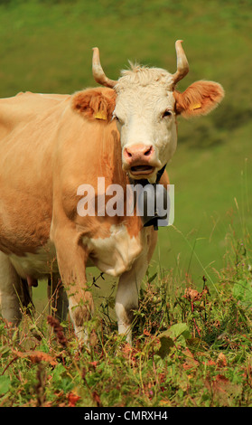Portrait of a white and brown cow with a big bell around the neck in the mountain alps, Switzerland Stock Photo