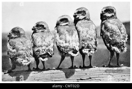 1923 Burrowing Owl Athene cunicularia chicks Stock Photo