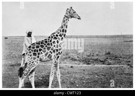 1924 Young Giraffe and its captor Giraffa camelopardalis Stock Photo
