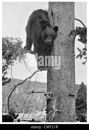 1924 Yellowstone National Park Wild Black Bear Ursus americanus United States America Stock Photo