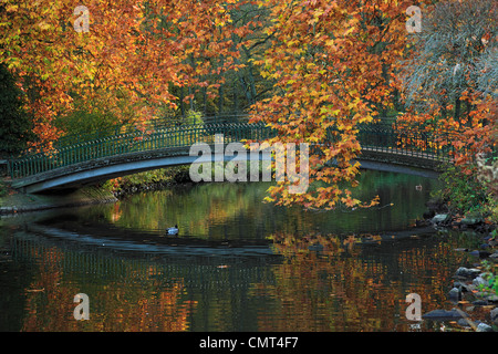 Autumn Landscape Rombergpark Dortmund Stock Photo 217387976 Alamy