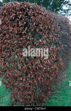 Hornbeam hedge in winter Stock Photo: 66424393 - Alamy