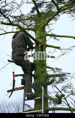 Tree Felling Ladder nature, landscape preservation, occupation, gardener stands on a ladder ...