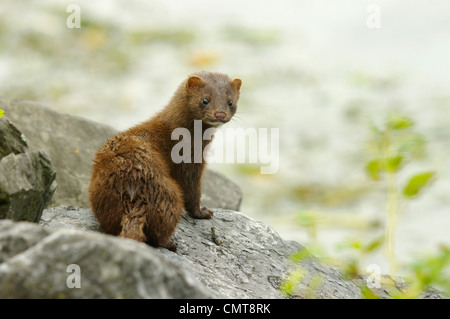 American mink, Les Coteaux, Quebec, Canada Stock Photo - Alamy