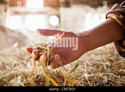 Close-up of human hand holding hay Stock Photo