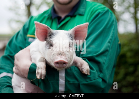 Close-up of man holding pig Stock Photo