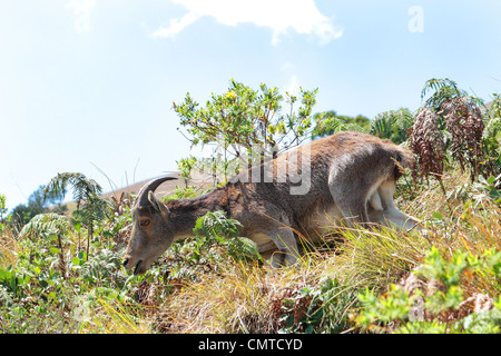 Nilgiri Tahr, graze Stock Photo