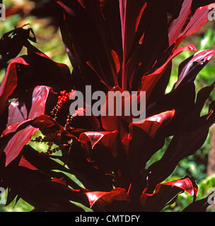 Red ti plant leaves and berries hawaii Stock Photo