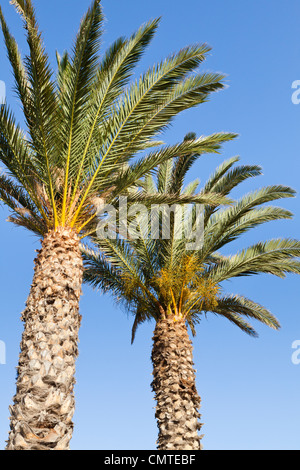 Looking upwards at two palm trees against a clear blue sky, Fuerteventura, Canary Islands