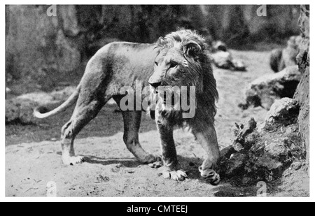 1925 African Lion Panthera leo captive zoo
