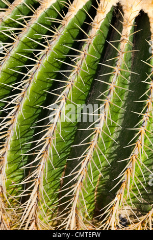 Close up of a spiky prickly cactus, Fuerteventura, Canary Islands Stock Photo
