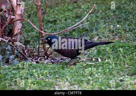 Brewers blackbird foraging for food in a garden in Tennessee Stock Photo