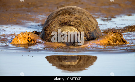 Grey bull seal chasing competitors during the breeding season Stock Photo