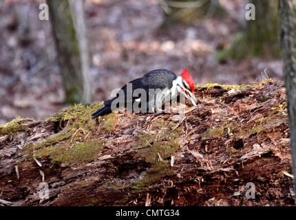 Pileated woodpecker feeding on grub which it has uncovered from dead mossy bole of fallen tree in forest in Tennessee Stock Photo