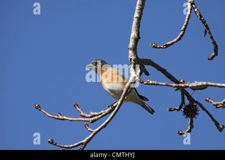 Eastern bluebird female perched on branch in Tennessee Stock Photo