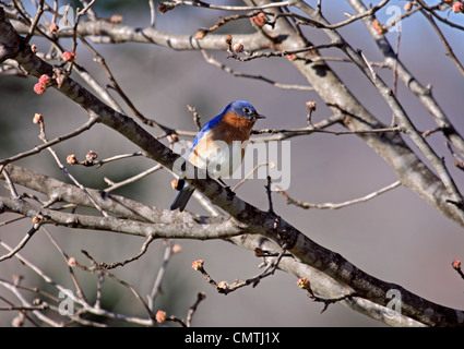 Eastern bluebird male perched on branch in Tennessee Stock Photo