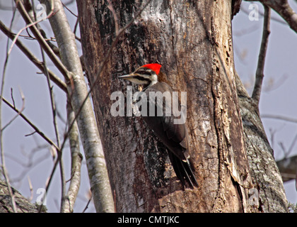 Pileated woodpecker in forest in Tennessee Stock Photo