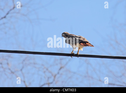Red tailed hawk with view of red tail as it perches on electric wire in Tennessee Stock Photo
