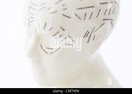 Phrenology bust on white background Stock Photo