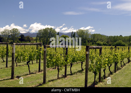 Neudorf Vineyards, Upper Moutere, New Zealand Stock Photo