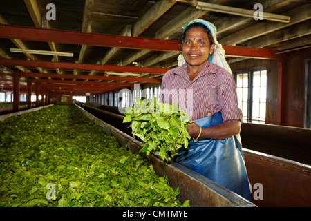 Sri Lanka - Nuwara Eliya, Kandy province, tea factory Stock Photo