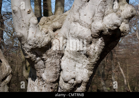 ancient trees woodland royal forest conservation Stock Photo