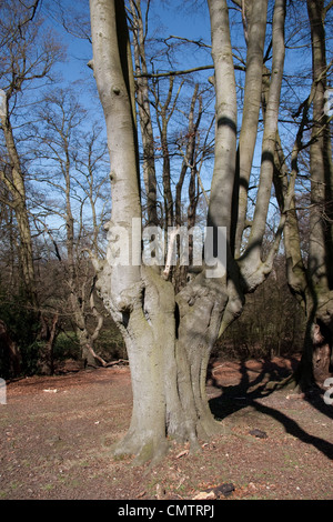 ancient trees woodland royal forest conservation Stock Photo