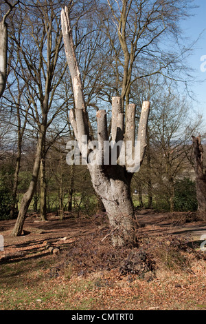 ancient trees woodland royal forest conservation Stock Photo