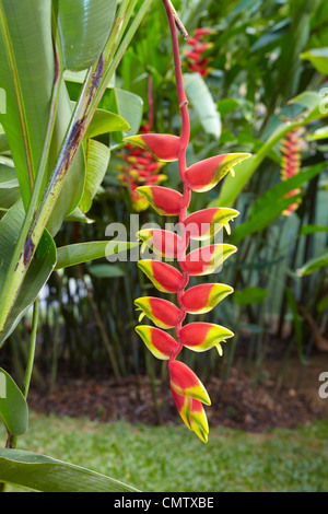 Heliconia pendula, tropical flower flowering in the Botanic Garden - Sri Lanka, Kandy, Peradeniya Botanic Garden Stock Photo