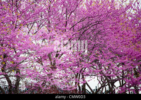 Colorful pink redbud trees Stock Photo