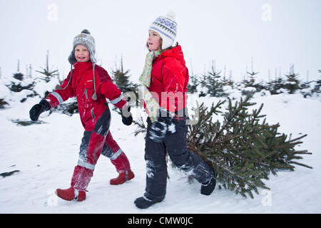 Children pulling Christmas tree Stock Photo, Royalty Free Image ...