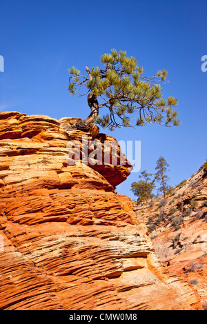 A very determined Pinion Pine Tree growing from the top of a sandstone formation, Zion National Park, Utah USA Stock Photo