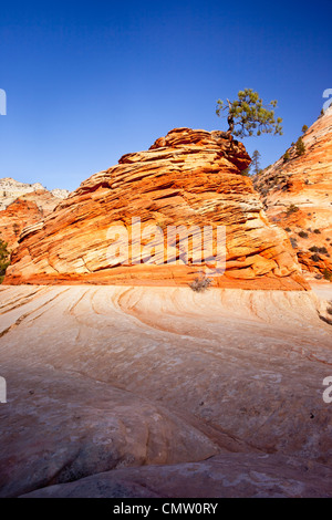 A very determined Pinion Pine Tree growing from the top of a sandstone formation, Zion National Park, Utah USA Stock Photo