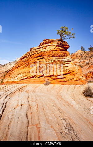 A very determined Pinion Pine Tree growing from the top of a sandstone formation, Zion National Park, Utah, USA Stock Photo