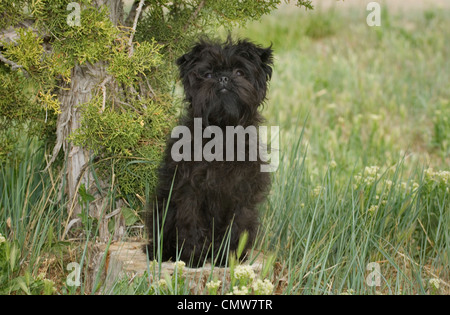 Affenpinscher puppy sitting Stock Photo